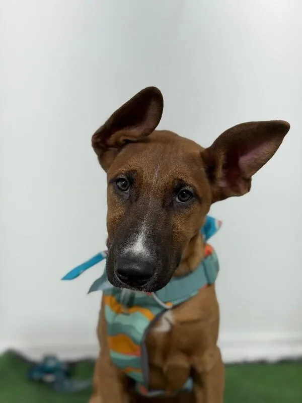 A baby medium-sized male Brown / Chocolate Belgian Shepherd / Malinois dog named Billy Boy for adoption in Carlsbad, CA
