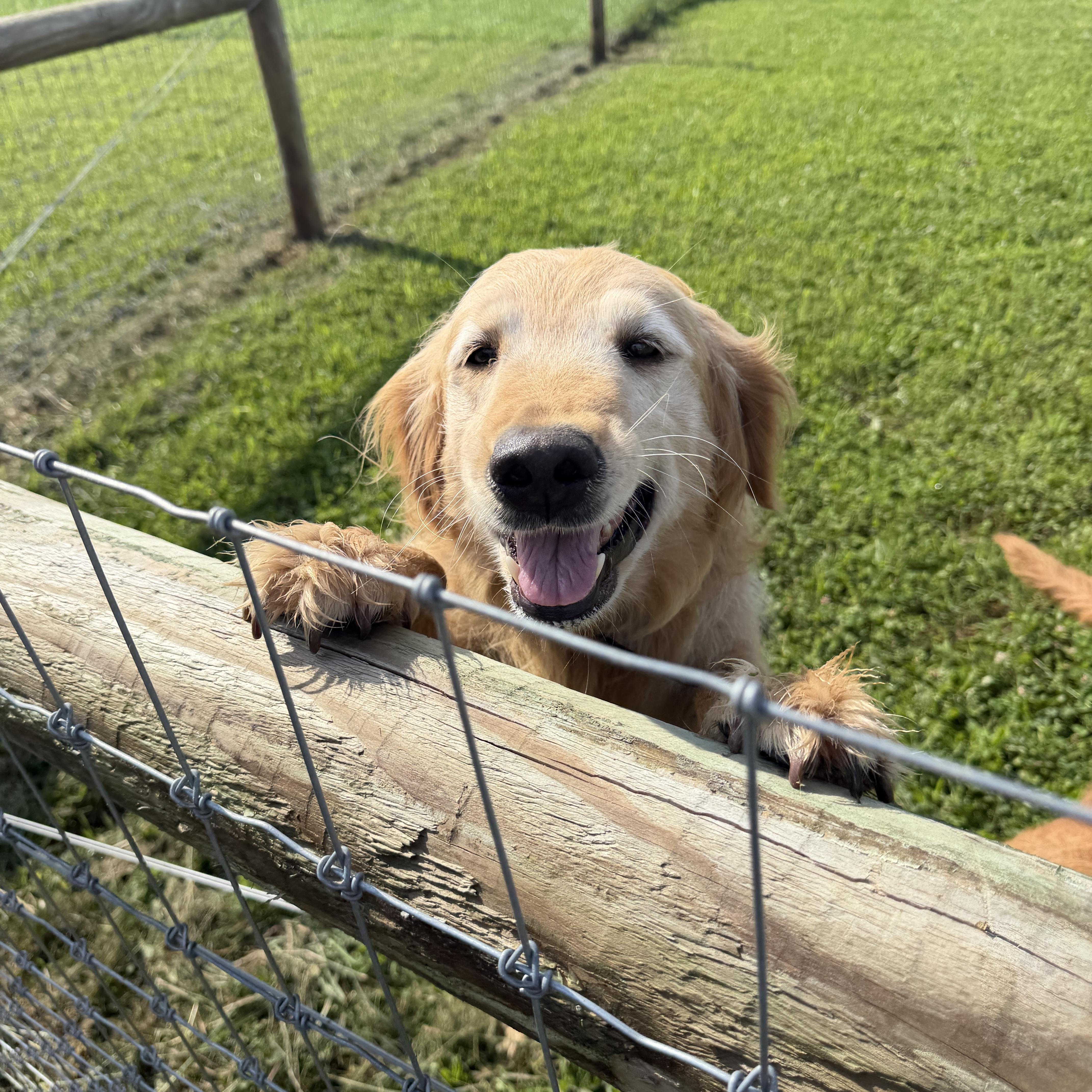An adult medium-sized female Golden Retriever dog named Addy and Faye for adoption in Alliance, OH