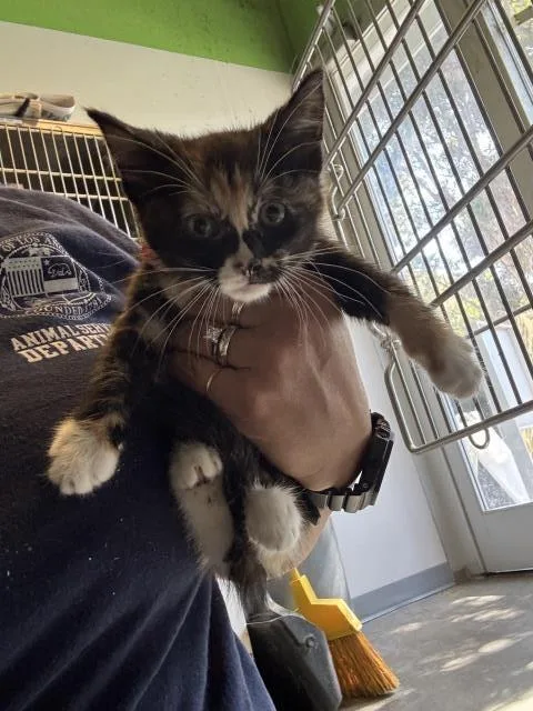 A baby small-sized female Domestic Short Hair cat named Wonder Woman for adoption in Los Angeles, CA
