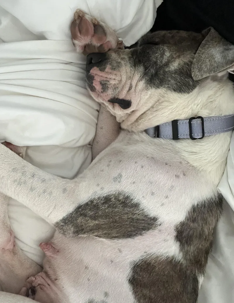 A young medium-sized female White / Cream Pit Bull Terrier dog named Lyra for adoption in Albany, NY