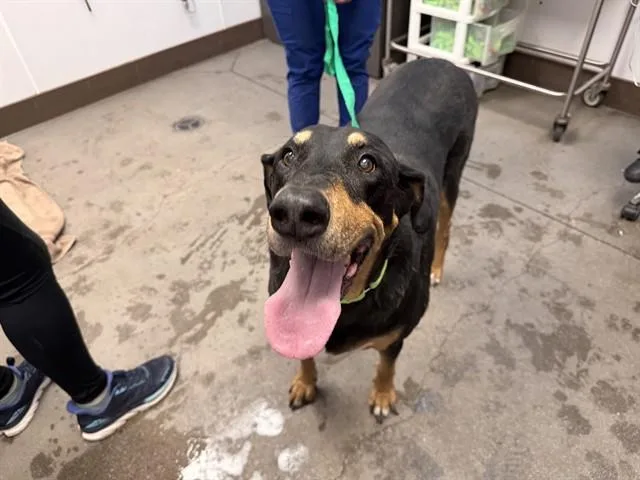 An adult large-sized male Doberman Pinscher dog named Pebble for adoption in Tucson, AZ
