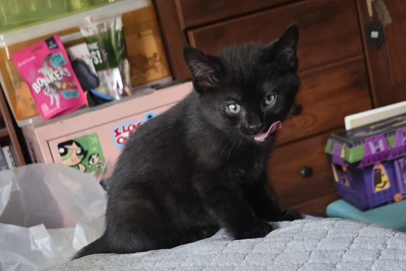 A baby medium-sized male Black Domestic Short Hair cat named Dennis for adoption in Milwaukee, WI