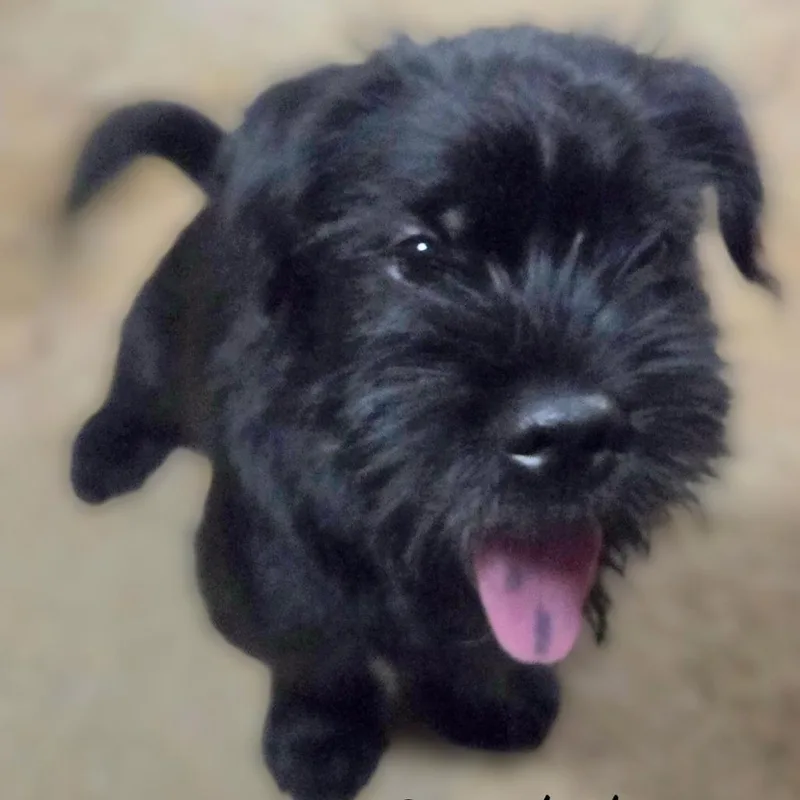 A baby large-sized male Black Giant Schnauzer dog named Ricky for adoption in Loves Park, IL