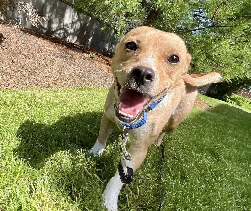 A young small-sized female Chihuahua dog named Lucky Penny for adoption in Elkland, PA
