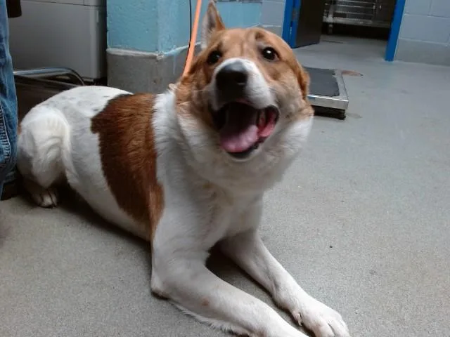 An adult medium-sized male Australian Cattle Dog / Blue Heeler dog named Severance for adoption in Albuquerque, NM
