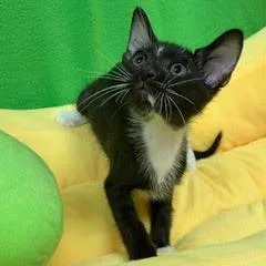 A baby medium-sized male Black & White / Tuxedo Tuxedo cat named Tackle for adoption in Green Valley, AZ