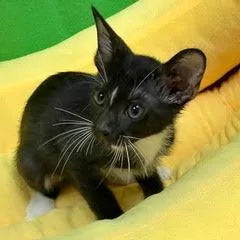 Tackle thumbnail 3