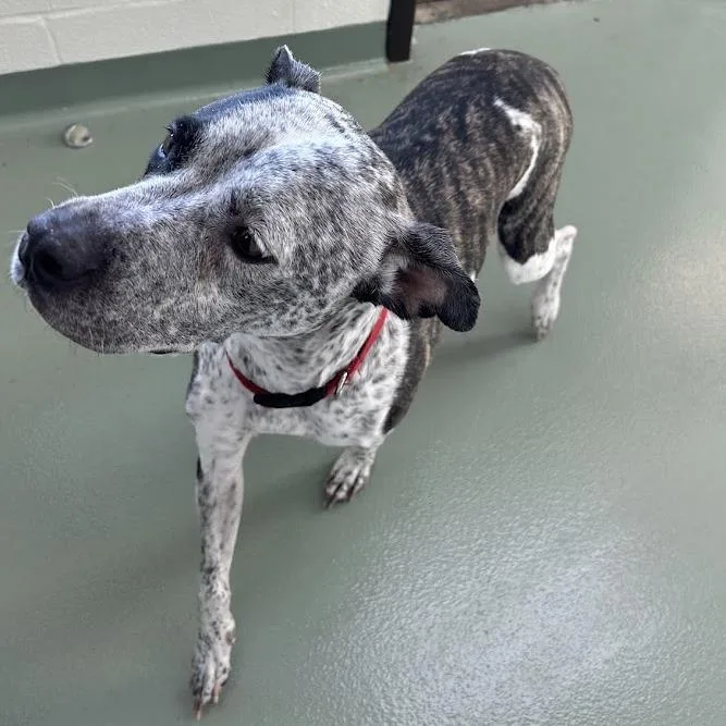 An adult medium-sized female Brindle Terrier dog named Perdita for adoption in Verona, VA