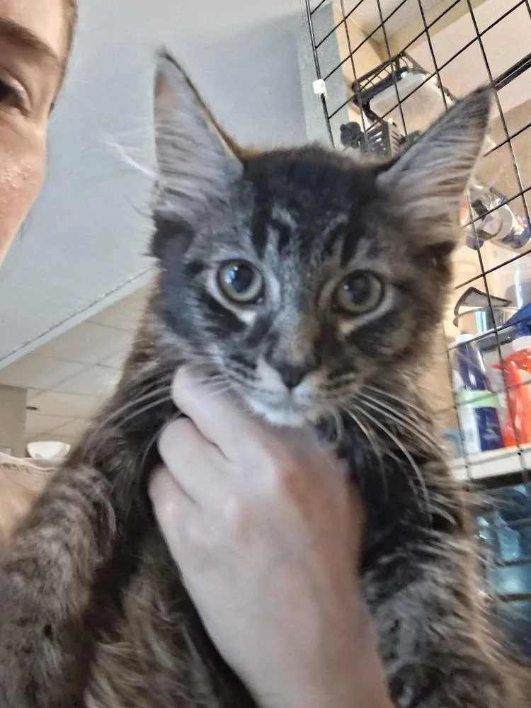 A baby small-sized male Domestic Medium Hair cat named Eeny Ch for adoption in Peoria, IL
