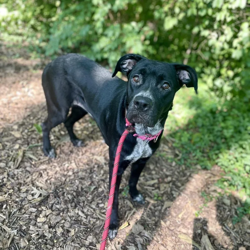 An adult large-sized female Black Mixed Breed dog named Jackie for adoption in Edwardsville, IL