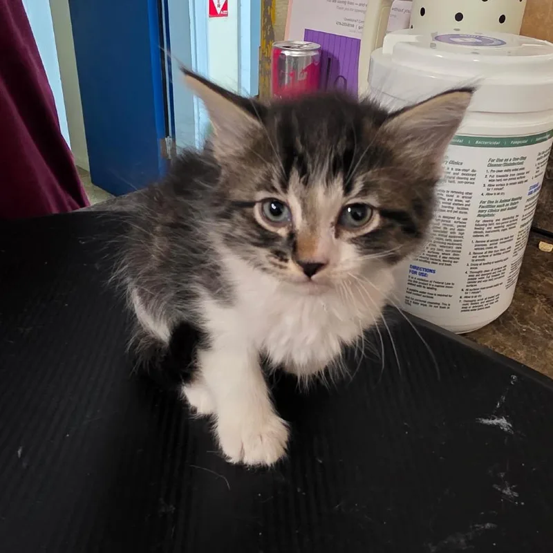 A baby small-sized male Black Domestic Medium Hair cat named Rabbit for adoption in Eureka Springs, AR