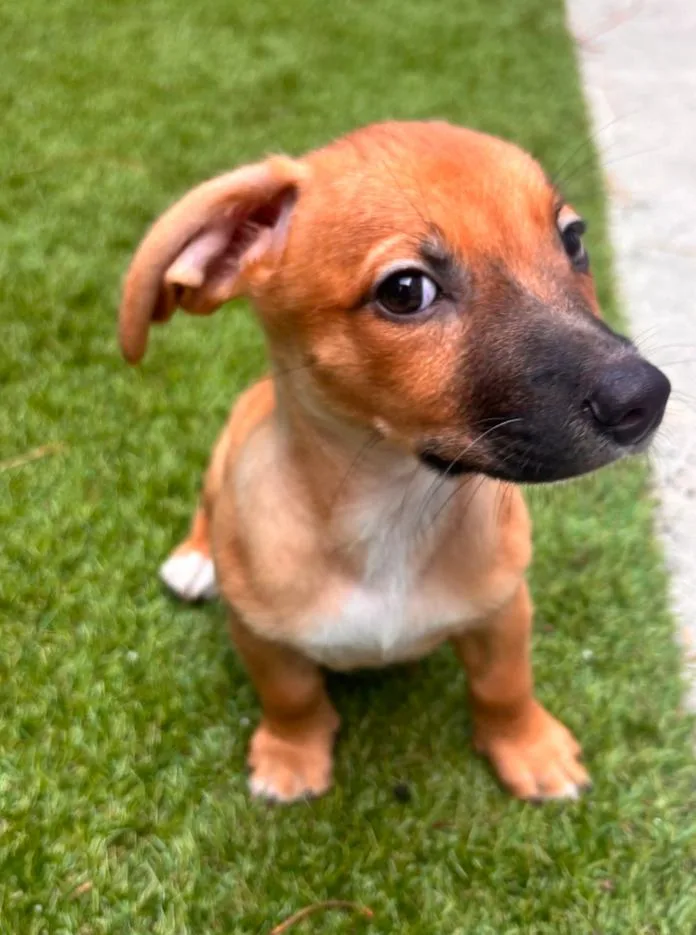 A baby medium-sized male Red / Chestnut / Orange Miniature Dachshund dog named Summit for adoption in Los Angeles, CA