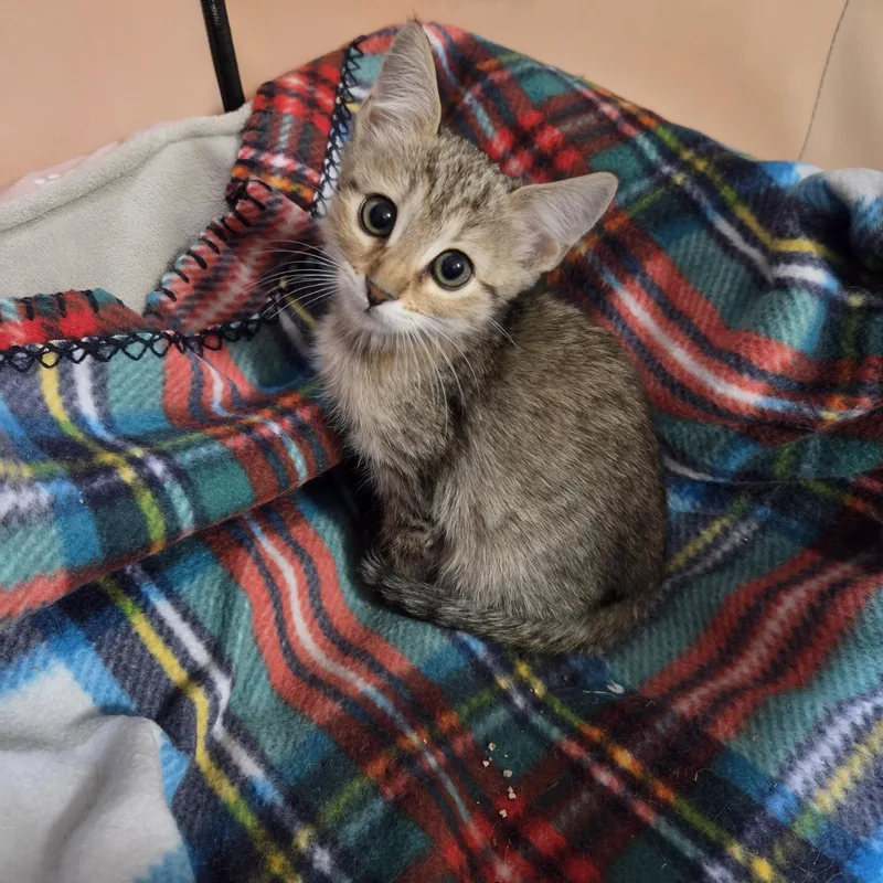 A baby small-sized female Tabby (Brown / Chocolate) Domestic Short Hair cat named Emerald Haseman for adoption in Morrison, CO