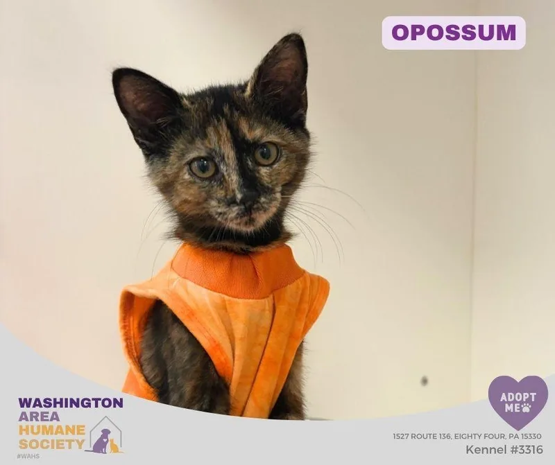 A baby small-sized female Tortoiseshell Domestic Short Hair cat named Opossum for adoption in Eighty Four, PA