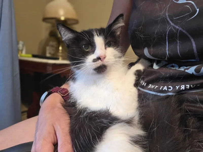 A senior small-sized male Black & White / Tuxedo Domestic Short Hair cat named Shadow for adoption in Elyria, OH