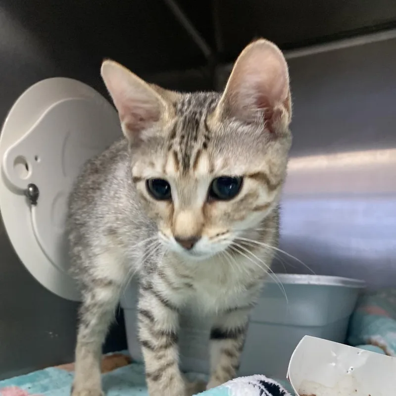 A baby small-sized female Brown / Chocolate Domestic Short Hair cat named Waffles for adoption in Lakeland, FL