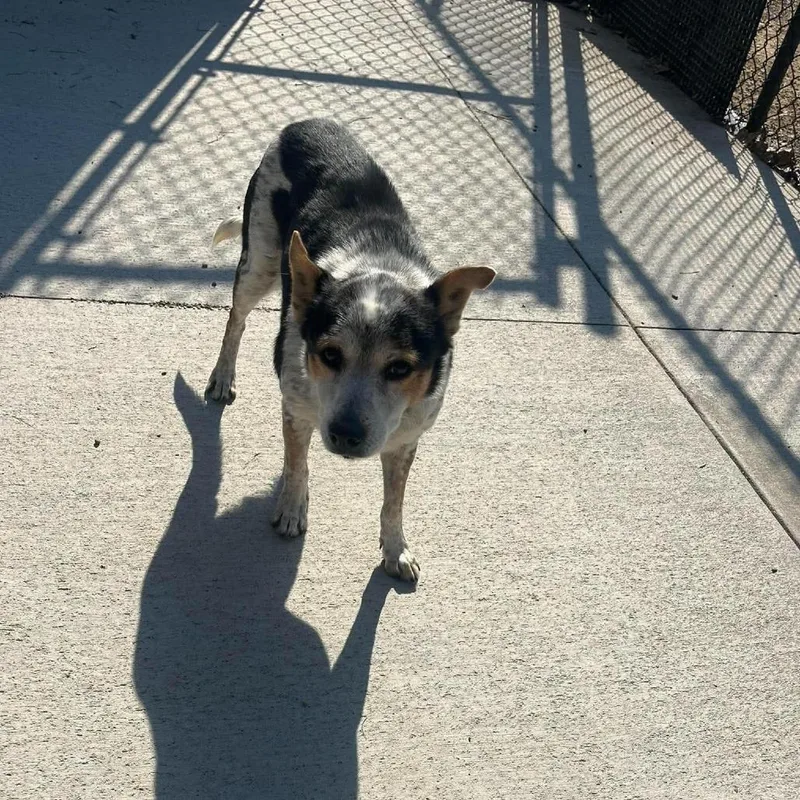 A senior medium-sized female Gray / Blue / Silver Australian Cattle Dog / Blue Heeler named Eleanor for adoption in Monticello, IA