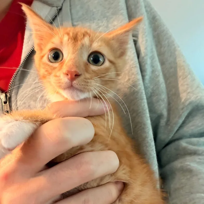 Paprika