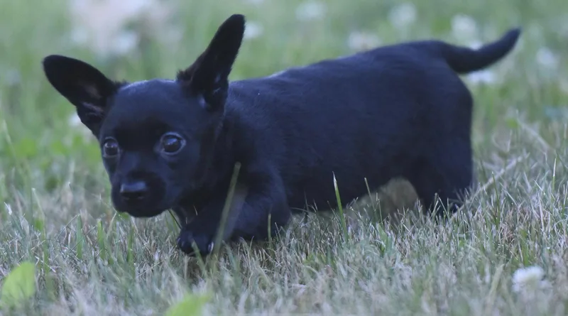 A baby small-sized female Chihuahua dog named Teagan for adoption in Mechanicsburg, PA