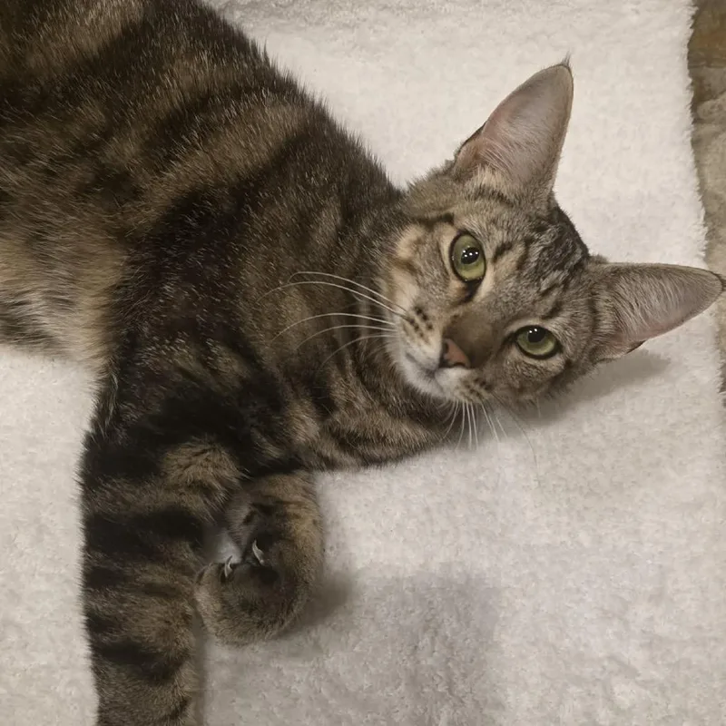 A young medium-sized female American Shorthair cat named Ella for adoption in mount vernon, AR