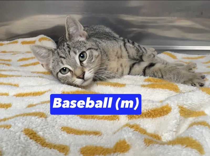 Baseball