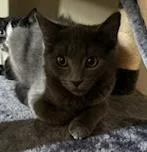 A baby medium-sized male Gray / Blue / Silver Domestic Short Hair cat named Milo for adoption in Ontario, NY