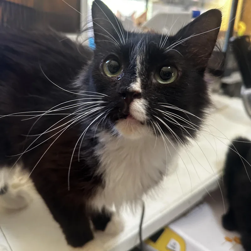 Miss Piggy thumbnail 3