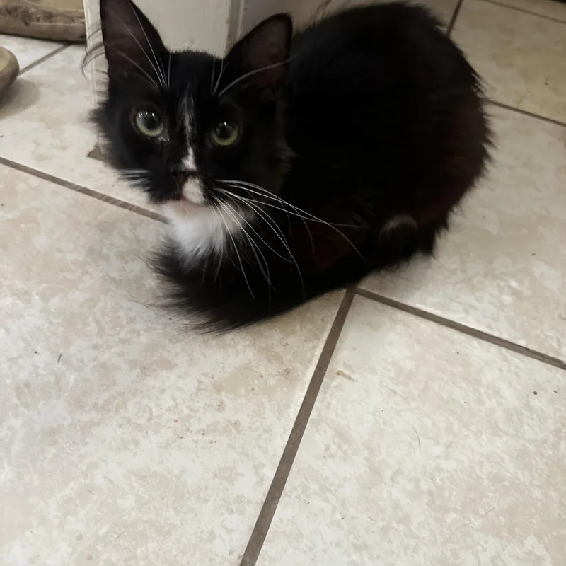 Miss Piggy thumbnail 4