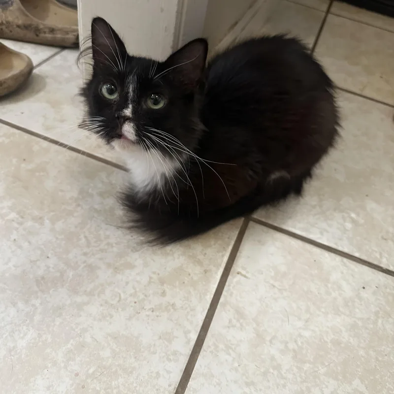 Miss Piggy thumbnail 5