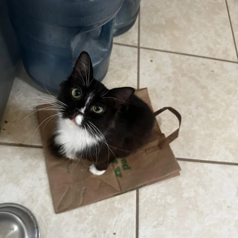 Miss Piggy thumbnail 6