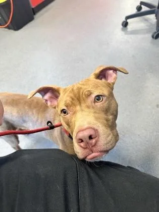 An adult medium-sized male Mixed Breed dog named Bentley for adoption in West Chester, PA