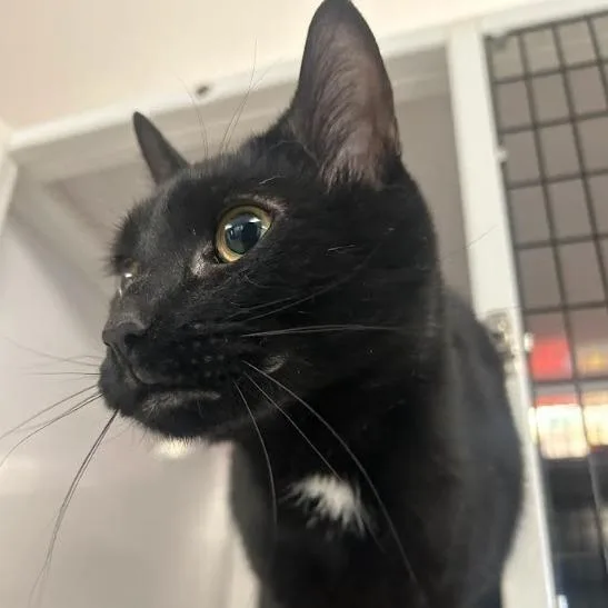 An adult medium-sized male Domestic Short Hair cat named Benadryl for adoption in New York, NY