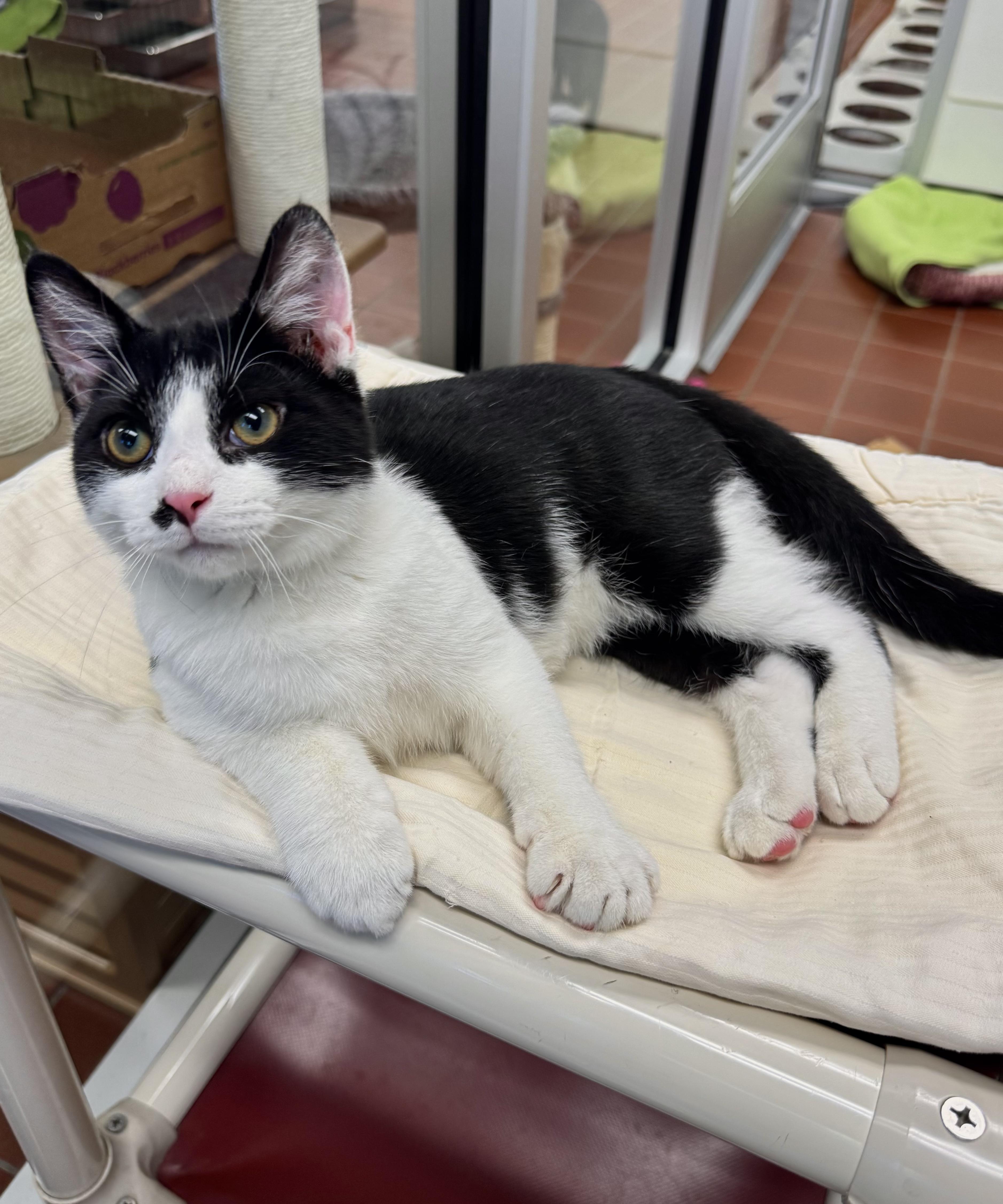 A baby large-sized male Domestic Short Hair cat named Ziggy for adoption in Battle Creek, MI