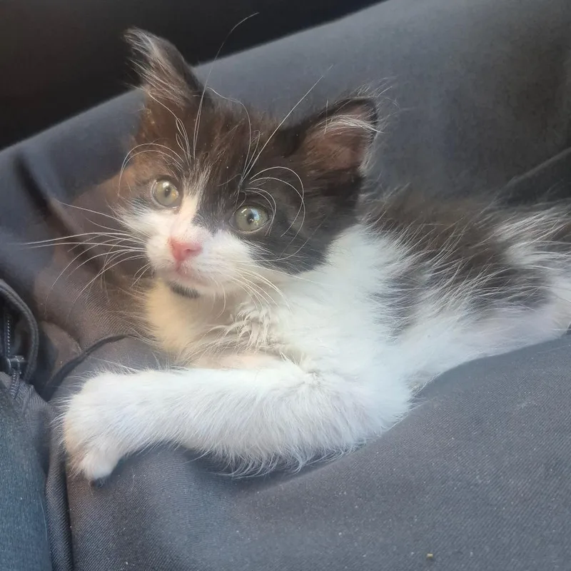 A baby small-sized male Black Domestic Long Hair cat named Sully for adoption in Aberdeen, NC