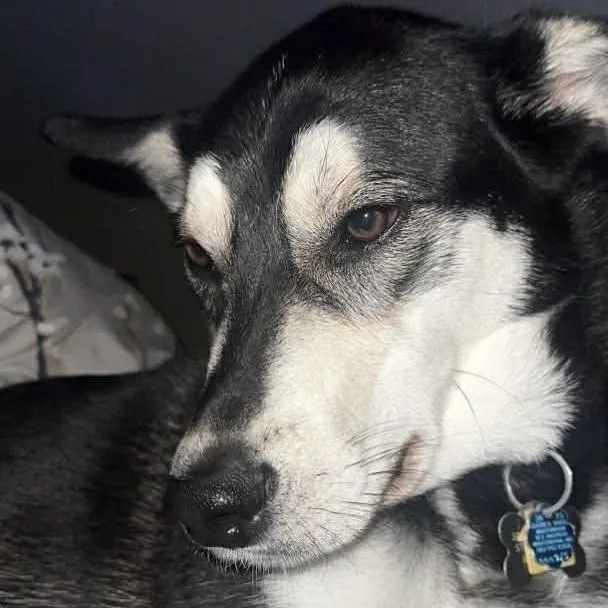 An adult large-sized male Tricolor (Brown, Black, & White) Husky dog named Atlas for adoption in Groveland, MA