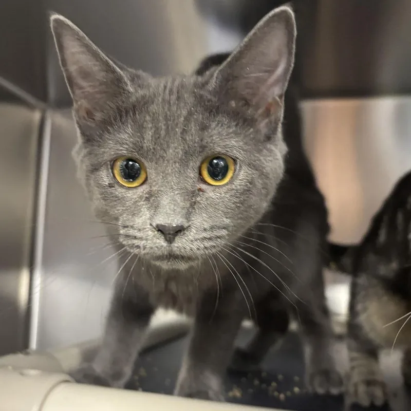 A baby small-sized female Gray / Blue / Silver Domestic Short Hair cat named Shirley for adoption in Newark, DE