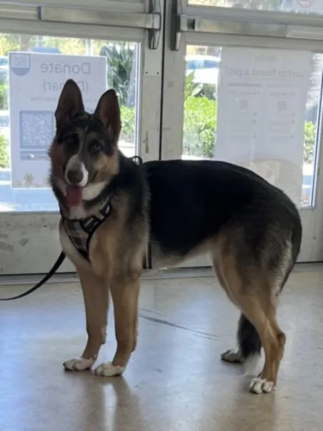 A young large-sized female German Shepherd Dog dog named Harley for adoption in San Pedro, CA