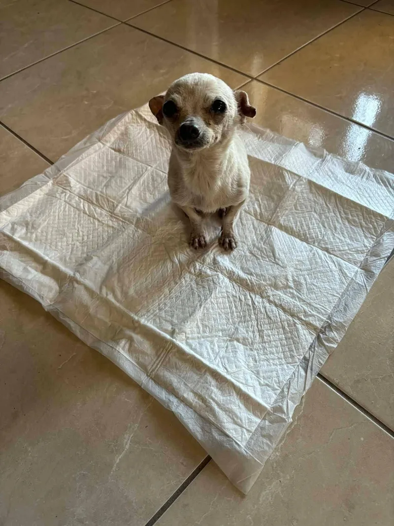 A senior small-sized male Chihuahua dog named Winston for adoption in Austin, TX
