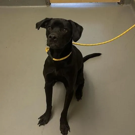 An adult medium-sized male Black Mixed Breed dog named Zeus for adoption in Asheville, NC