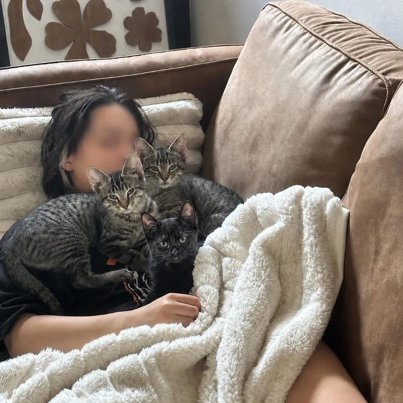 A baby medium-sized female Domestic Short Hair cat named Tamale Tostada for adoption in Farmington, MN