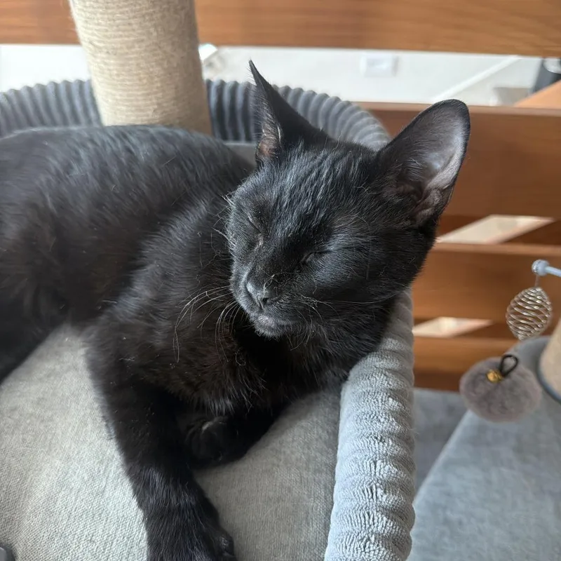 A young medium-sized male Black Domestic Short Hair cat named Slick for adoption in San Antonio, TX