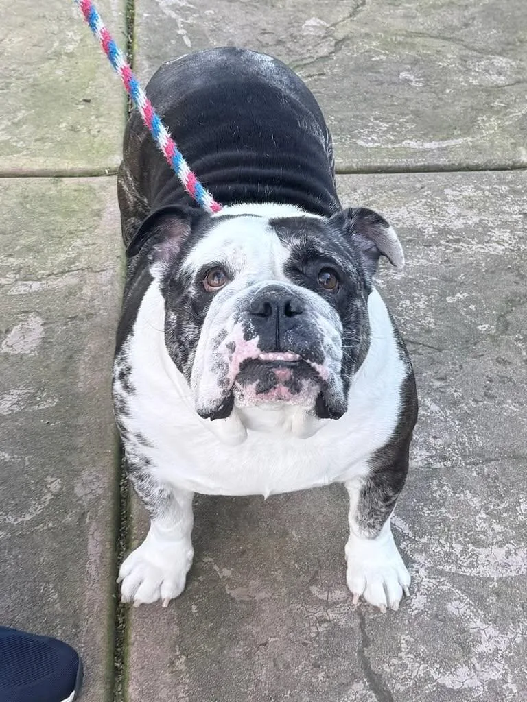 An adult medium-sized female Bulldog dog named Dixie for adoption