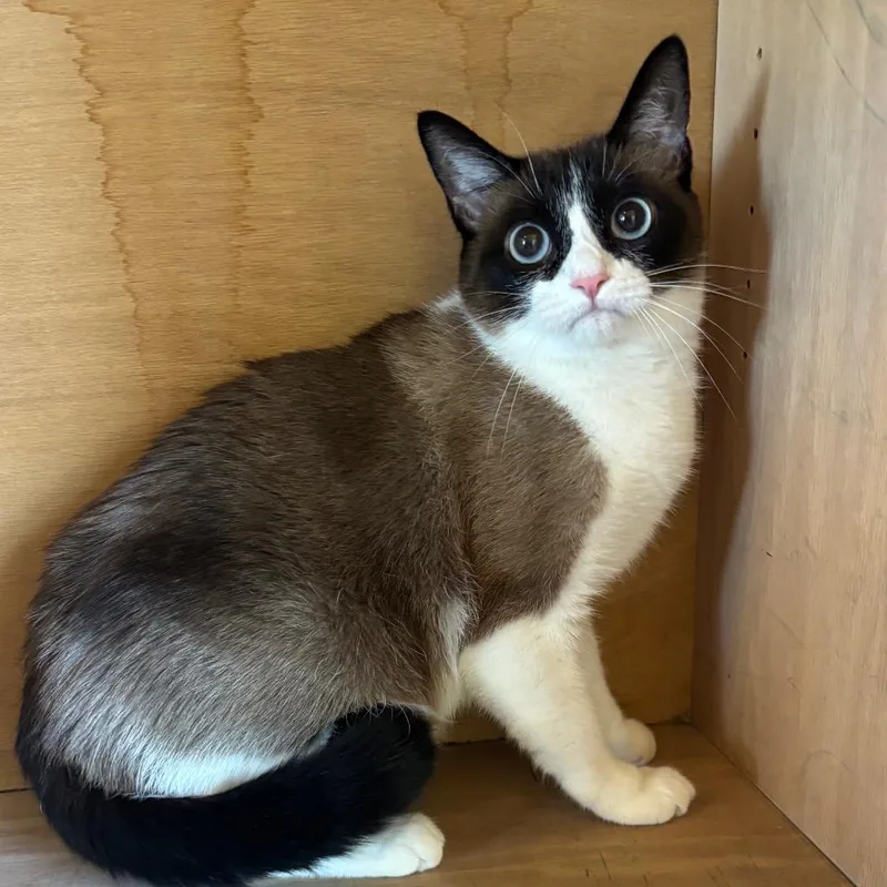 An adult medium-sized female Snowshoe cat named Gabby for adoption in Fredericksburg, TX