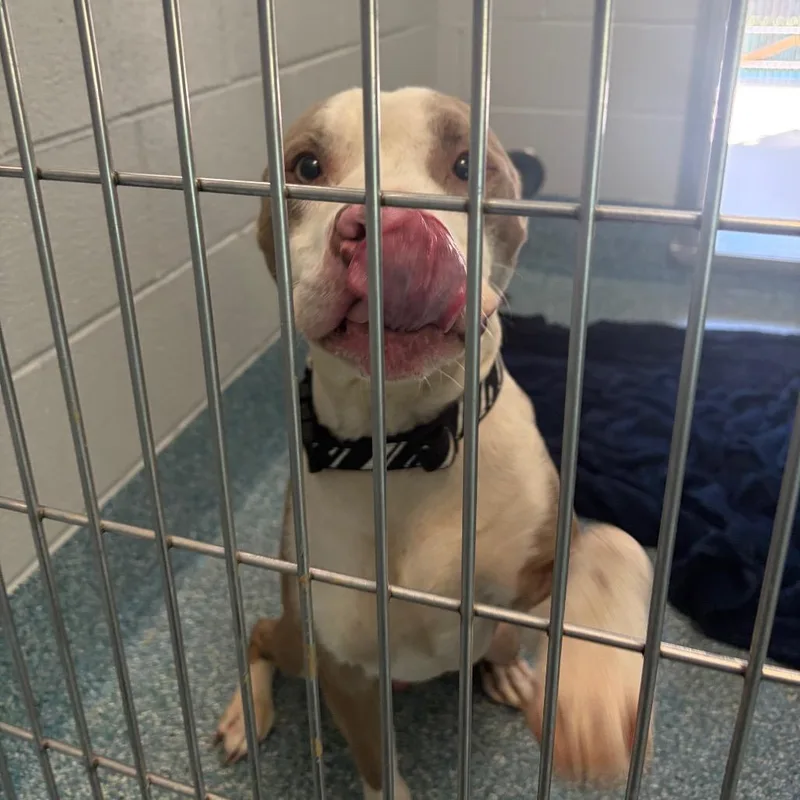 An adult medium-sized male Yellow / Tan / Blond / Fawn Pit Bull Terrier dog named Sago for adoption in Greensboro, NC