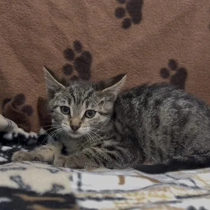 A baby small-sized female Domestic Short Hair cat named Bobbie Jo for adoption in Janesville, WI