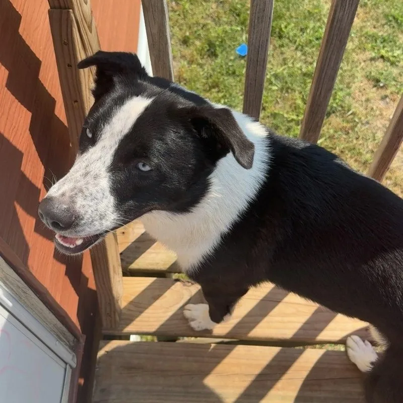 An adult medium-sized male Black Australian Cattle Dog / Blue Heeler dog named Blueberry for adoption in Jamestown, ND