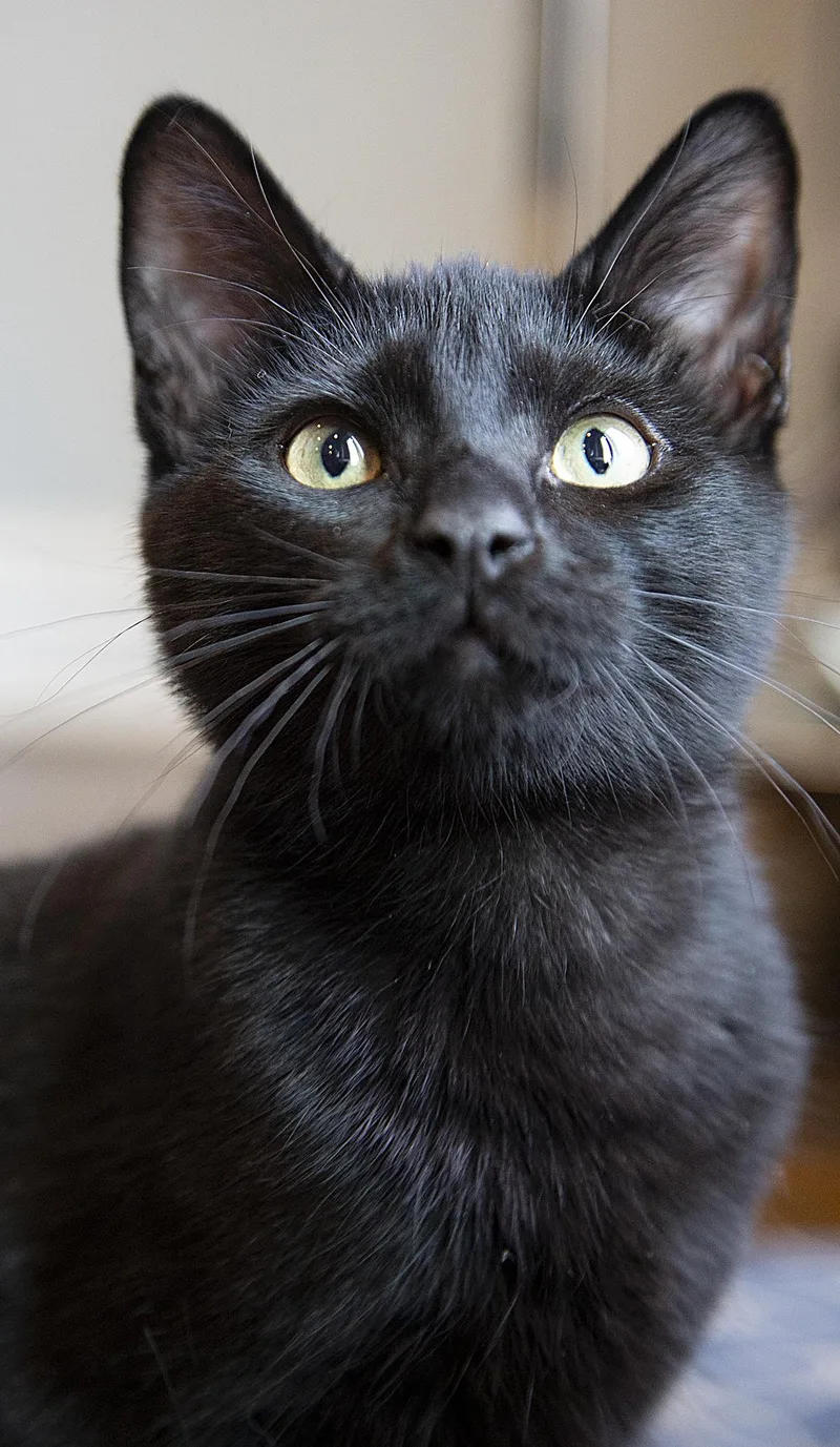 A baby medium-sized male Black Domestic Short Hair cat named Papi for adoption in Chicago, IL