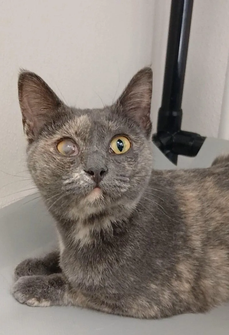 An adult medium-sized female Tortoiseshell cat named Debbie Sue for adoption in Bay City, MI