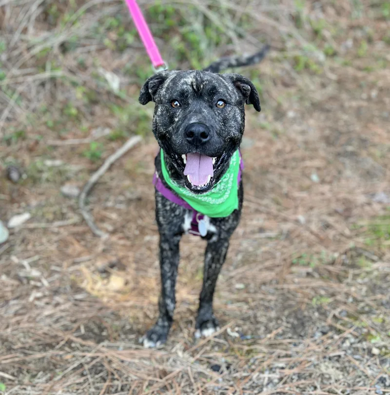 An adult medium-sized male Mixed Breed dog named Springer for adoption in Ellijay, GA
