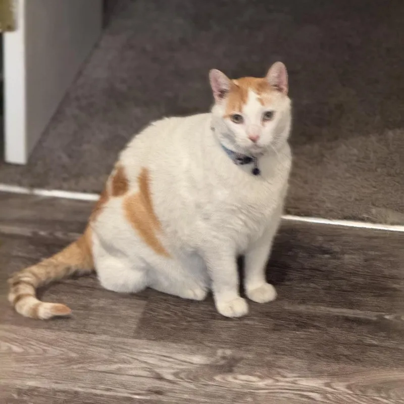 A senior small-sized male White Domestic Short Hair cat named Hunter for adoption in Las Vegas, NV